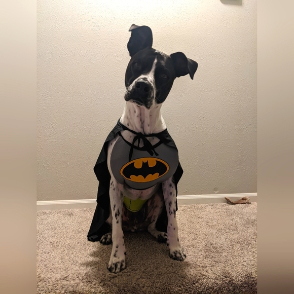 Other - Batman Dog Costume